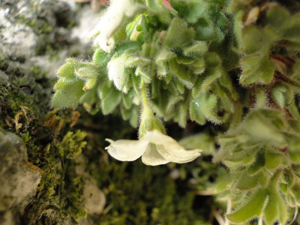 Saxifraga petraea / Sassifraga dei muri